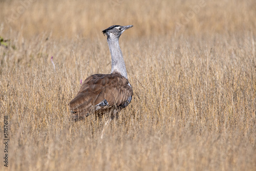 Portrait of a Kori bustard walking on open plains of Etosha; Ardeotis kori