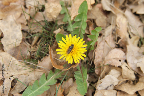 A pecimen of Cheilosia hover flies over a yellow flower of dandelion near of Leon, Spain photo