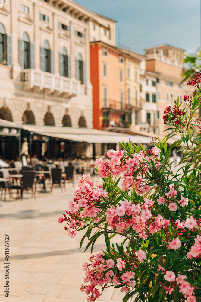 Amazing pink oleander flowers and blurred street cafe on a Piazza Bra, Verona, Italy.