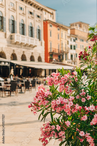 Amazing pink oleander flowers and blurred street cafe on a Piazza Bra  Verona  Italy.