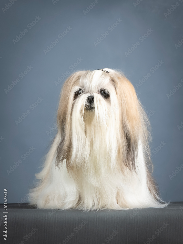 Lhasa apso terrier sitting in a photo studio