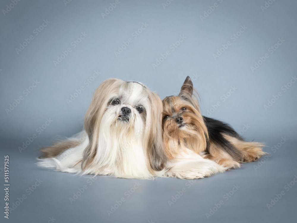 Naklejka premium Lhasa apso and yorkshire terrier lying in a photography studio