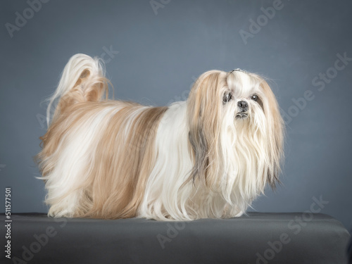 Lhasa apso standing in a photo studio