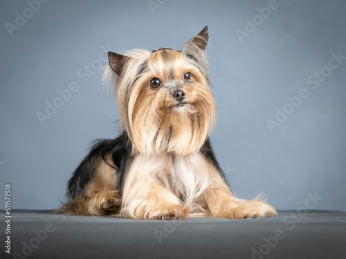 Yorkshire terrier lying in a photo studio