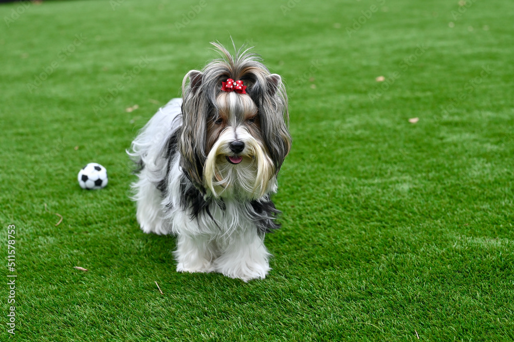 Adult Biewer Yorkshire Terrier on artificial grass with black white and gold long hair. With a toy soccer ball.
