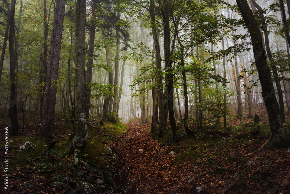 Obraz premium Mystic forest on a foggy day in autumn
