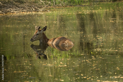 Red deer male, cervus elaphus, cooling in the water on a spring forest with trees in background, wildlife forest nature.