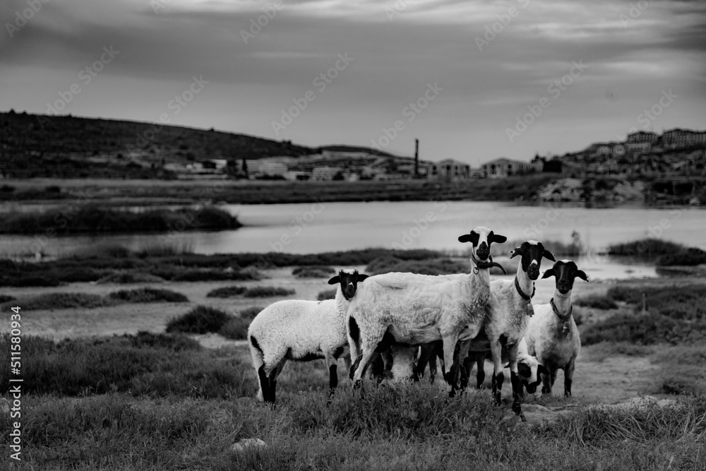Fototapeta premium cows in the field,flock of sheep, frightened sheep, taking orders, wetland, flock of sheep by the water, curly sheep, waterside, sheep grazing