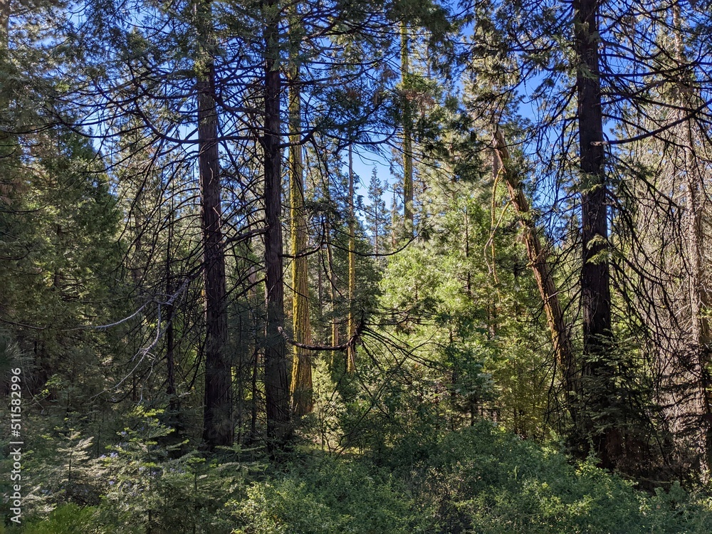 Obraz premium Landscape