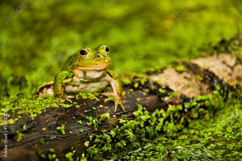 Frog in pond in duckweed