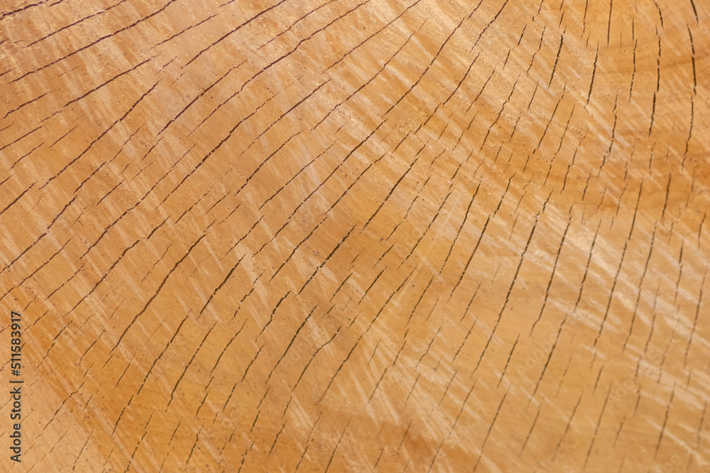 Naklejka premium Cut tree disc of construction wood after deforestation stacked as woodpile show annual rings and the age of trees for lumber and timber industry as sustainable resources on wood log and tree carcass