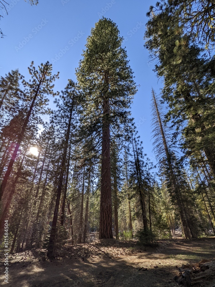 Obraz premium Landscape