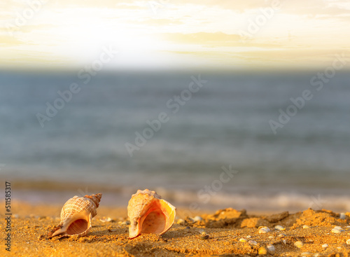 closeup marine shells lie on sandy beach at the sunset