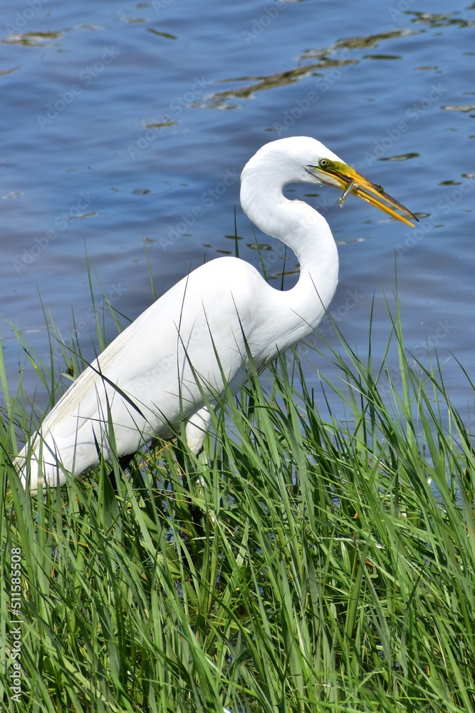 Great Egret Great Egret