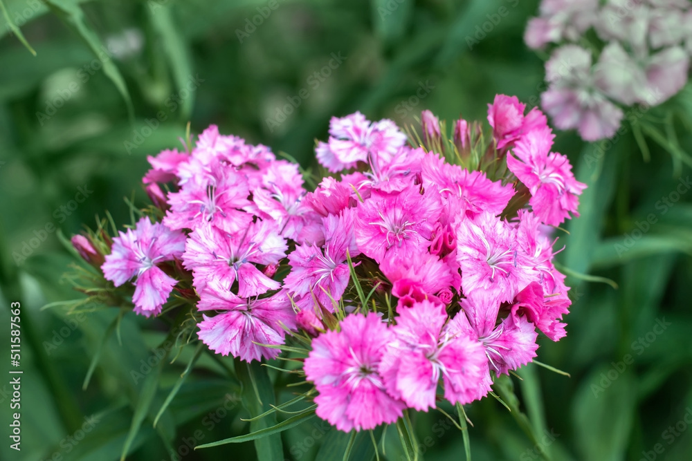 Turkish carnation flowers pink summer flowerbed close up Turkish carnation flowers pink summer flowerbed close up
