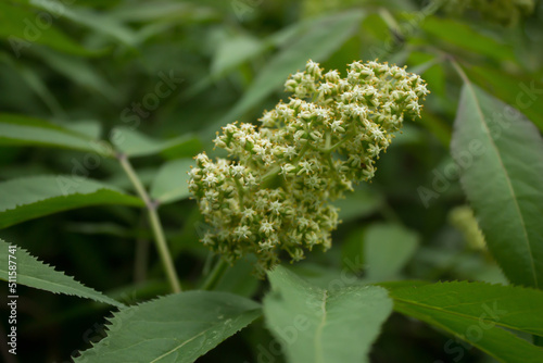 close up of a plant