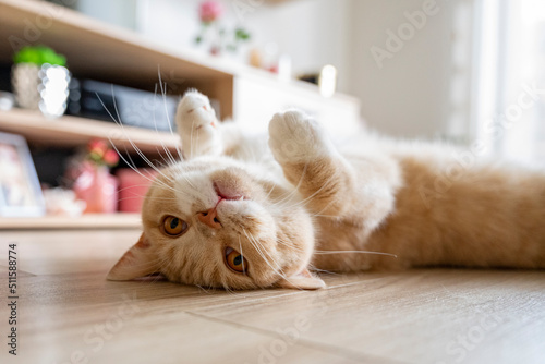 Brytyjski kot tarza się na podłodze.  photo