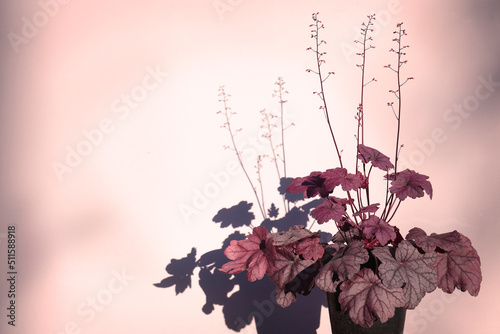 Close-up of the potted Heuchera plant  casting shadows on the pinkish wall
