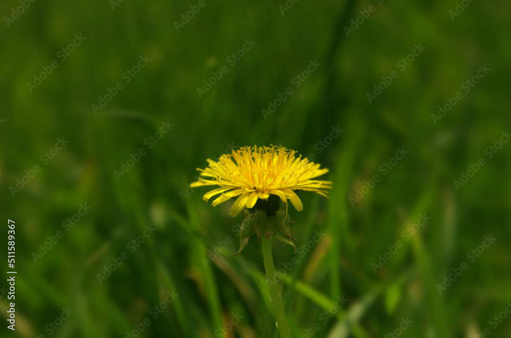 Taraxacum officinale as a dandelion or common dandelion commonly known as dandelion. In Polish it is known as 
