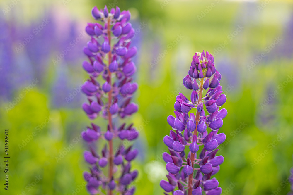 Lupine Summer flowering. Solstice crown flowers. Invasive flower in the lava Lupine Summer flowering. Solstice crown flowers. Invasive flower in the lava