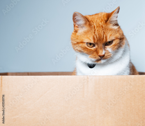 Portrait of red-white cat sitting in the cardboard box, looking down.