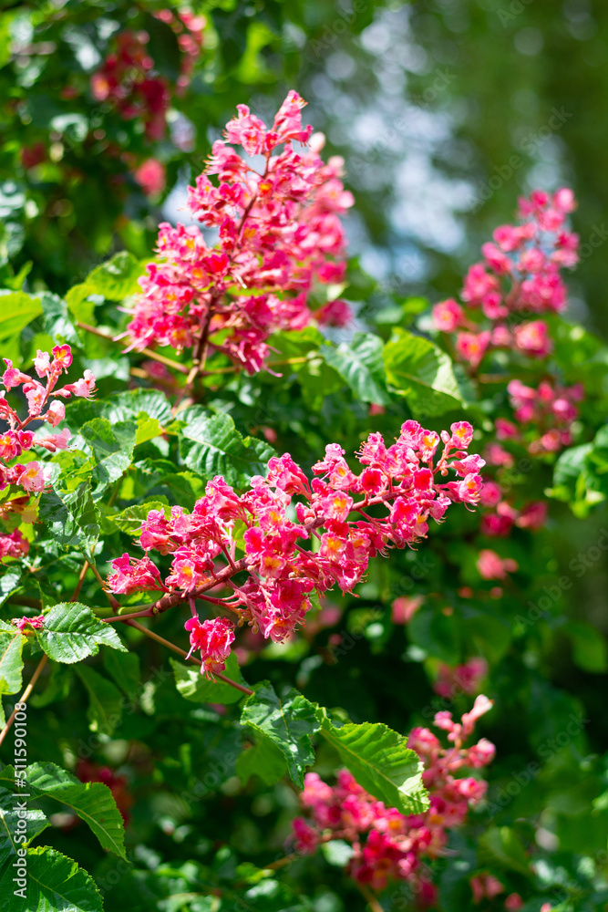 Pink chestnut blossoms in spring