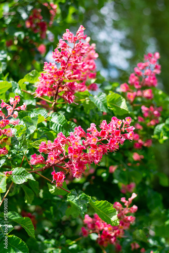 Obraz na płótnie Pink chestnut blossoms in spring w salonie