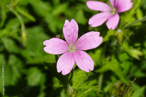 Close up pink flower of Geranium endressii. Family Geraniaceae Blurred Dutch garden on the background  June.