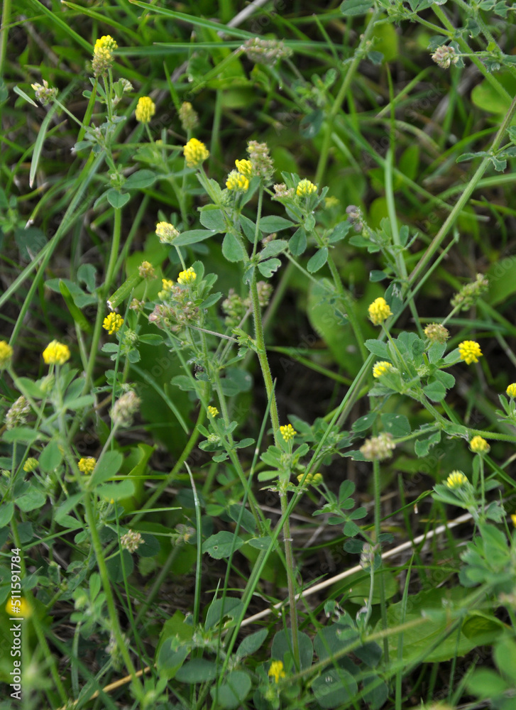 Hop alfalfa (Medicago lupulina) blooms in the meadow Hop alfalfa (Medicago lupulina) blooms in the meadow