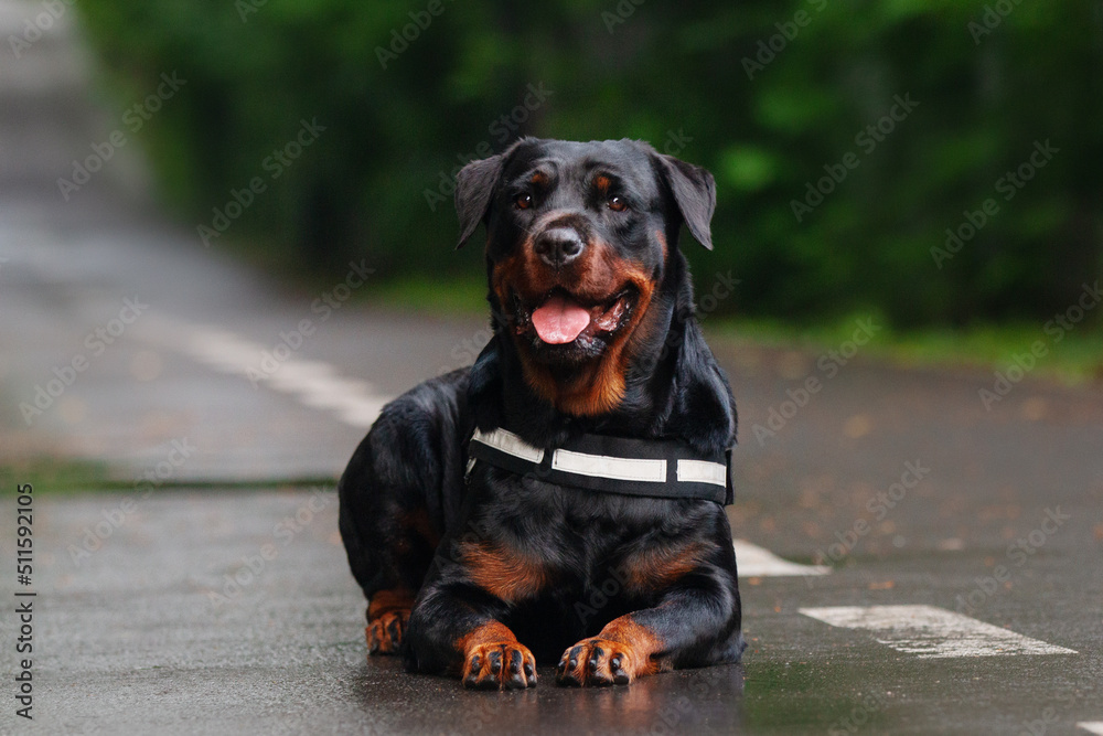 Rottweiler dog laying down and posing in the park outside in the summer