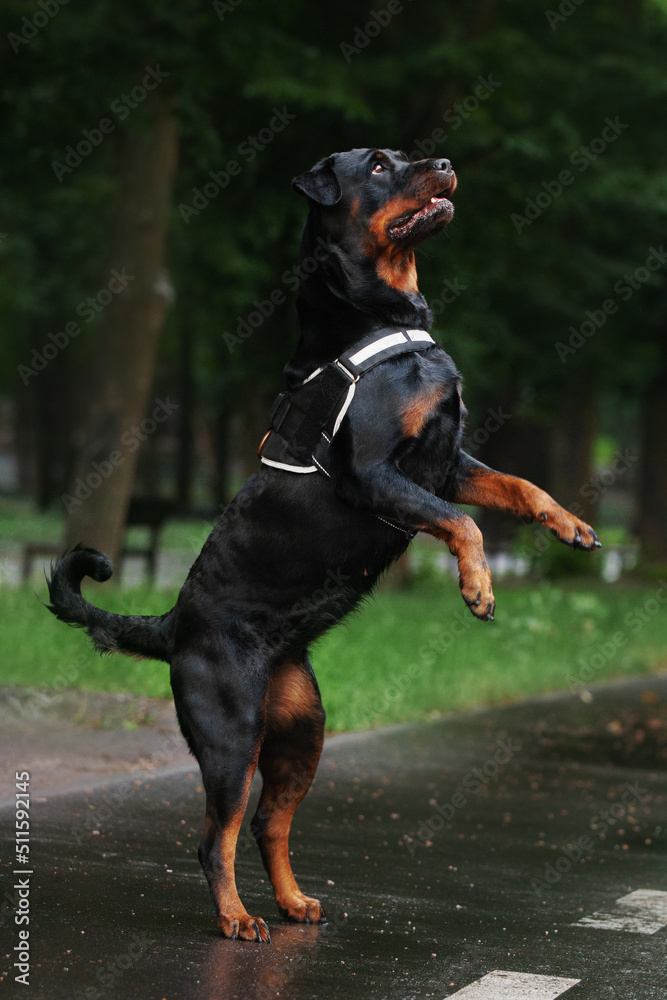Rottweiler dog playing and posing in the park outside in the summer