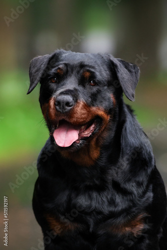Rottweiler dog portrait in the park outside in the summer