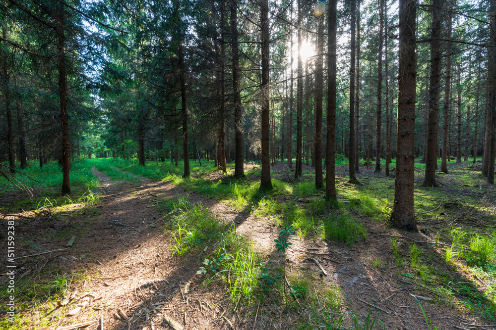 Wanderweg durch den Wald mit Sonnenschein Wanderweg durch den Wald mit Sonnenschein