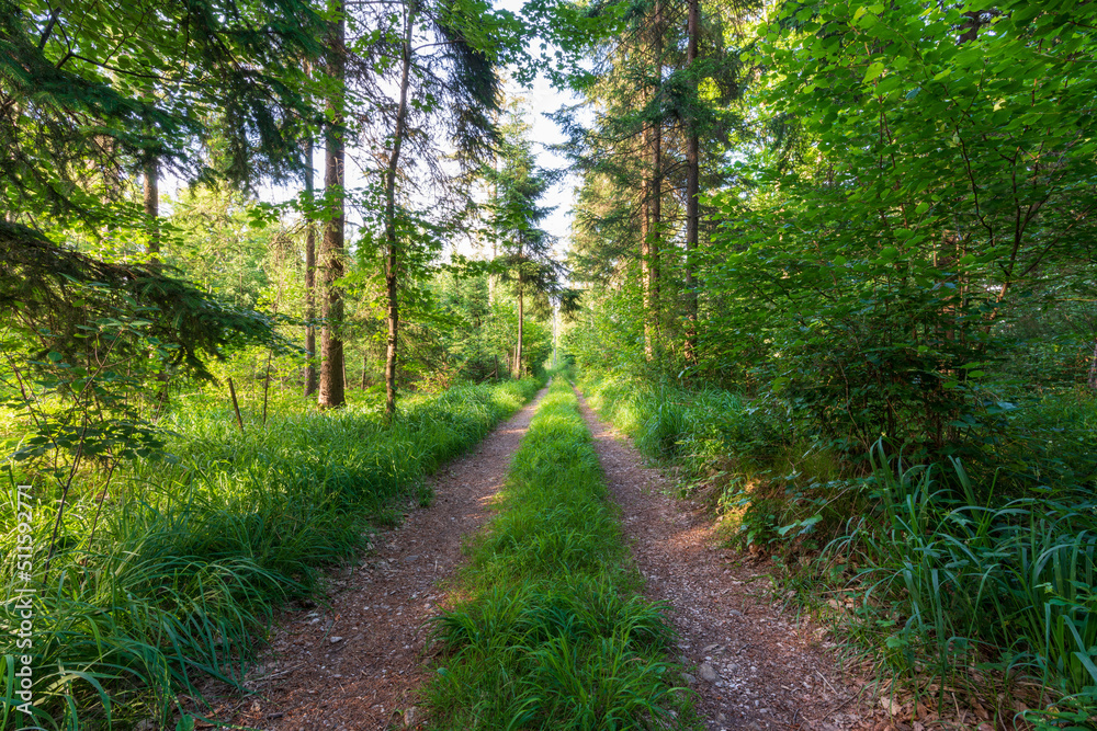 Obraz premium Wanderweg durch den Wald mit Sonnenschein