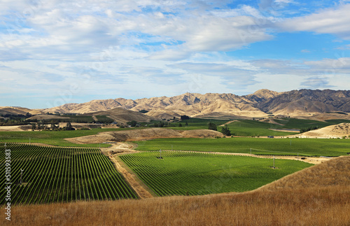 Vineyard in Marlborough - New Zealand