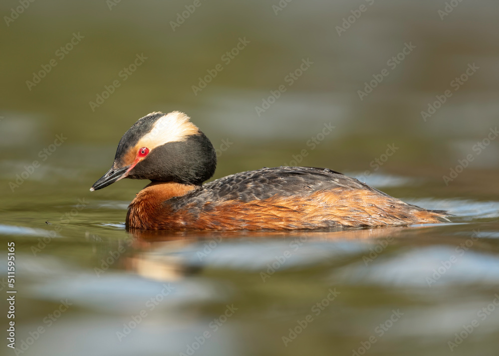 Horned Grebe (Podiceps auritus) in breeding plumage in Kamloops, Canada Horned Grebe (Podiceps auritus) in breeding plumage in Kamloops, Canada
