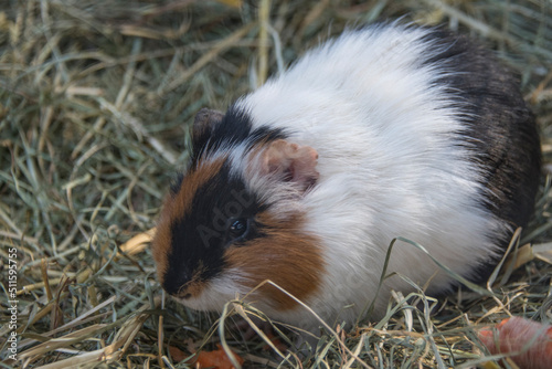 Guinea pig in various colors