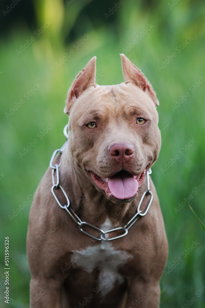 Brown American pitbull terrier dog portrait in the grass