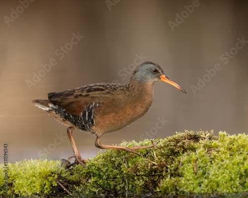 Virginia Rail (Rallus limicola) on perch within marsh, Kamloops, Canada photo