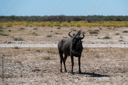 Fototapeta Naklejka Na Ścianę i Meble -  A wildebeest in the savannah in Etosha National Park in Namibia Africa