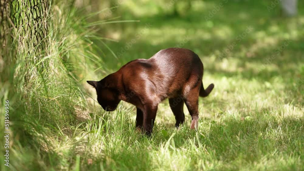 Cute black domestic cat with shiny fur stands in the sun. Beautiful kitty is interested by the grass. Blurred backdrop. Cute black domestic cat with shiny fur stands in the sun. Beautiful kitty is interested by the grass. Blurred backdrop.