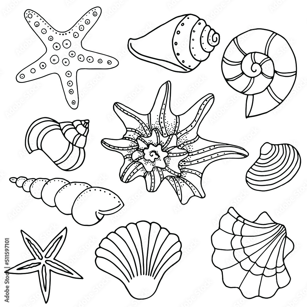 Seashells ocean linear set coloring page
