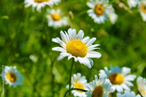 daisies in the meadow