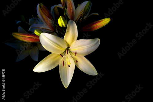 Lily flower with unopened buds, on a black background. Isolated on black