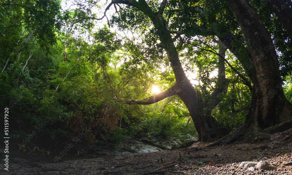 sunrise on a river in dark forest summertime mystic morning atmosphere