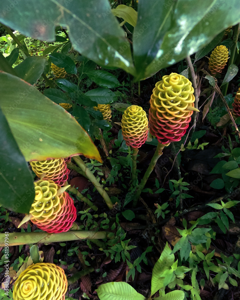 rainforest plant on the ground in the middle of deep green flowers in amazonas rainforest plant on the ground in the middle of deep green flowers in amazonas