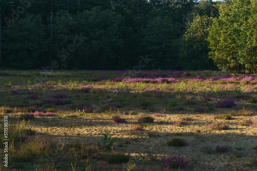 purple heather besides a forest at golden hour in the evening, nature reserve Domein Beisbroek, Belgium photo