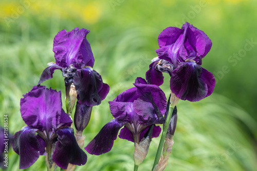 Purple iris flowers in bloom