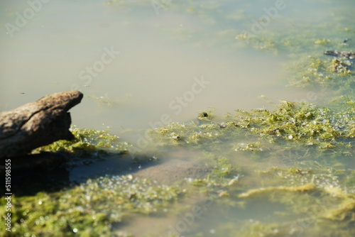 Turtle head in camouflage with pond moss and muck in water.
