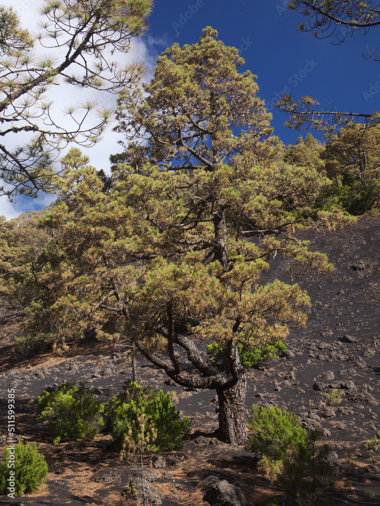 Flora of La Palma -  Pinus canariensis, fire-resistant Canary pine, 
able to recuperate after wildfire, vegetative symbol of the island in various stages of fire and heat damage from volcanic eruption